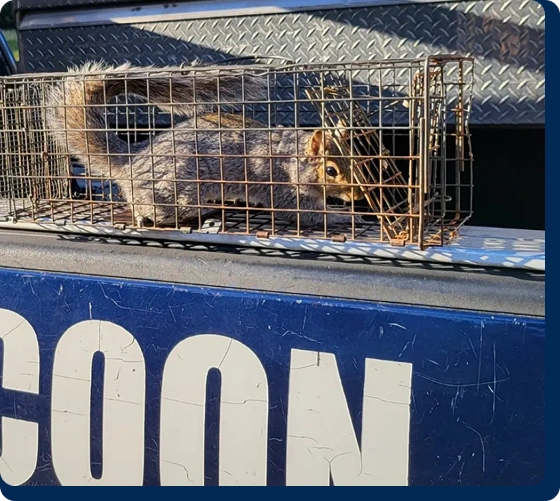 Close-up of a live squirrel trapped in a wire cage on the back of a service truck.