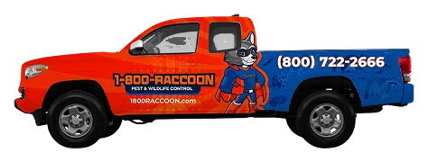 Graphic design of 1-800-RACCOON truck wrap featuring a raccoon superhero mascot.