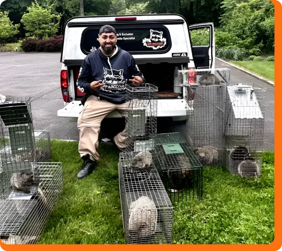 Wildlife removal technician sitting on a tailgate, surrounded by cages of captured raccoons.