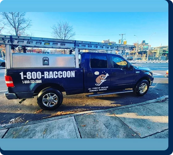 1-800-RACCOON branded dark blue wildlife removal truck parked on a city street.